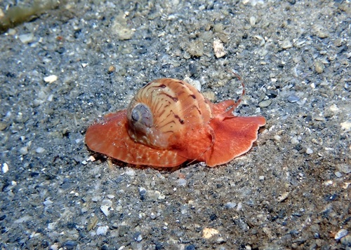 Colorful Moon Snail