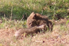 Canis aureus indicus