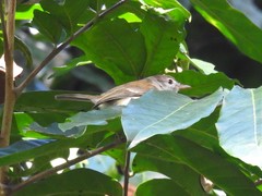 Vireo latimeri