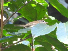 Vireo latimeri