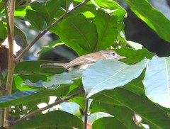 Vireo latimeri