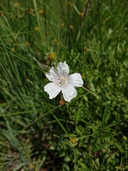 Monsonia burkeana