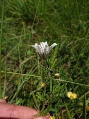 Monsonia burkeana