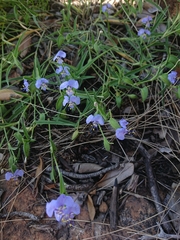 Commelina livingstonii