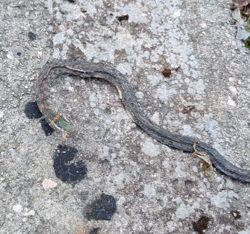 Orange-collared Keelback