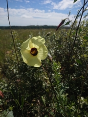 Hibiscus engleri