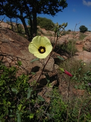 Hibiscus engleri