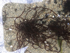 Gracilariaceae