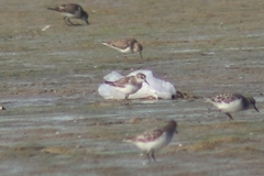 Calidris minuta