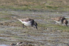 Calidris minuta