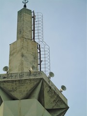Falco moluccensis