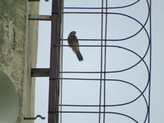 Falco moluccensis