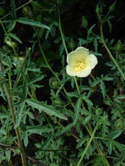 Pavonia dregei