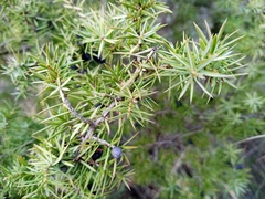 Juniperus communis communis
