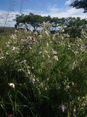 Clematis villosa