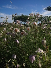 Clematis villosa