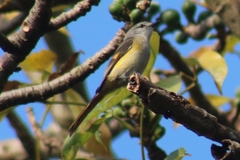 Pericrocotus cinnamomeus