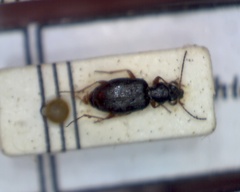 Asaphidion flavipes