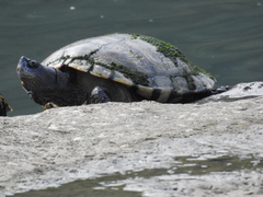Trachemys stejnegeri