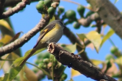 Pericrocotus cinnamomeus