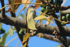 Pericrocotus cinnamomeus