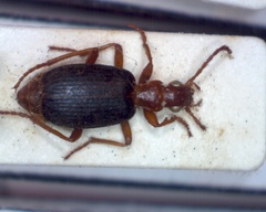 Brachinus psophia