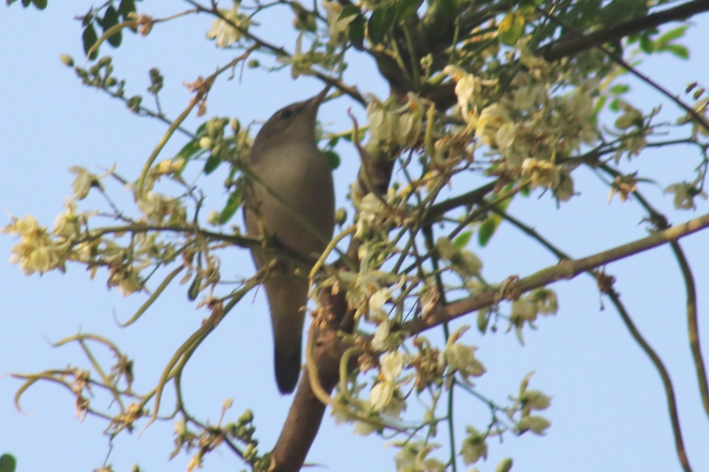 Blyth's Reed Warbler