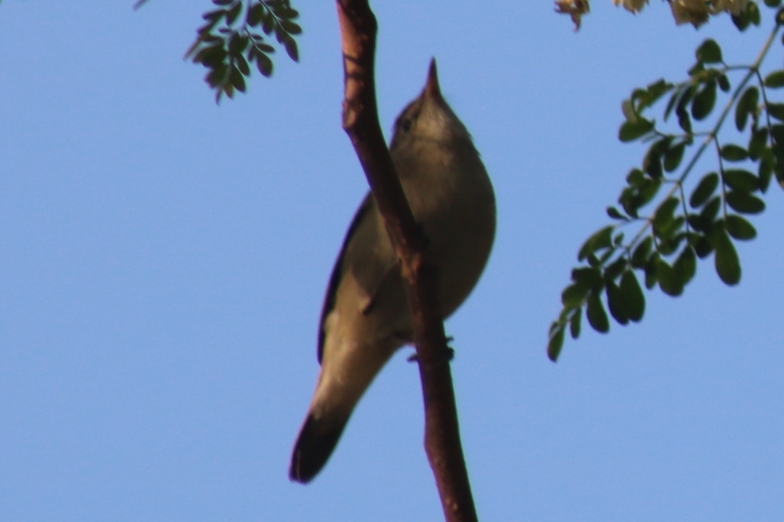 Blyth's Reed Warbler