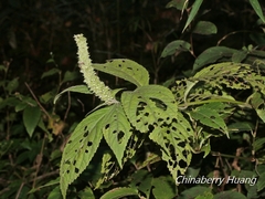 Comanthosphace formosana