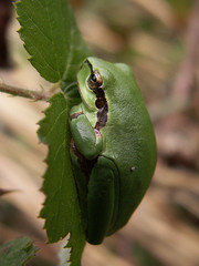 Hyla meridionalis