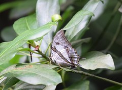 Polyura schreiber tisamenus