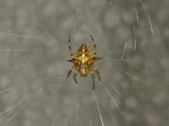 Araneus diadematus