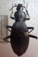 Carabus sauteri