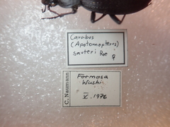 Carabus sauteri