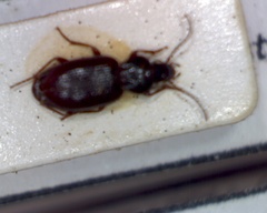 Pterostichus strenuus