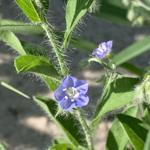 tropical speedwell