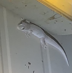 Gehyra australis