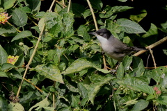 Curruca crassirostris