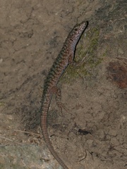 Archaeolacerta bedriagae