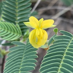 Chamaecrista stricta
