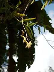 Dendrobium crumenatum