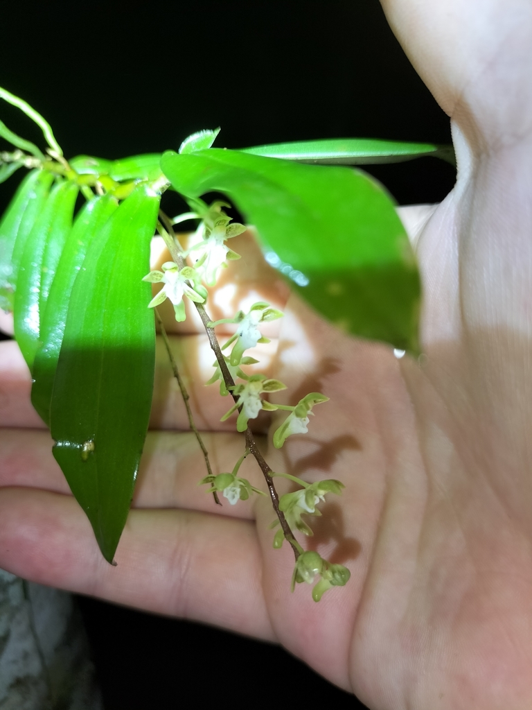 Plectorrhiza brevilabris