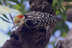 Yellow-Crowned Woodpecker photo 5
