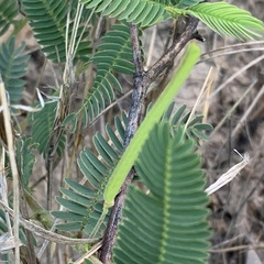 Chamaecrista stricta