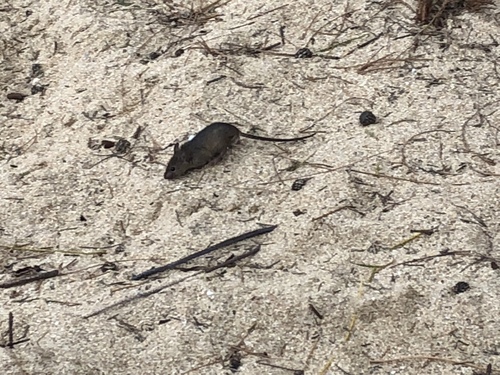Mus musculus observed 2018-05-04