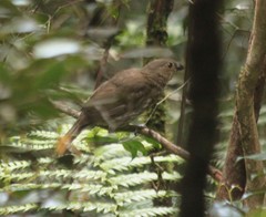 Scenopoeetes dentirostris