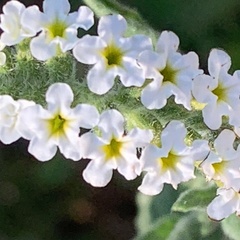 Heliotropium steudneri
