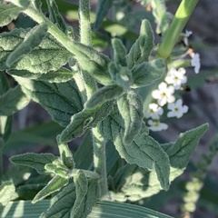 Heliotropium steudneri