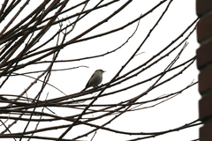 Curruca curruca blythi