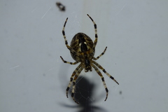 Araneus diadematus